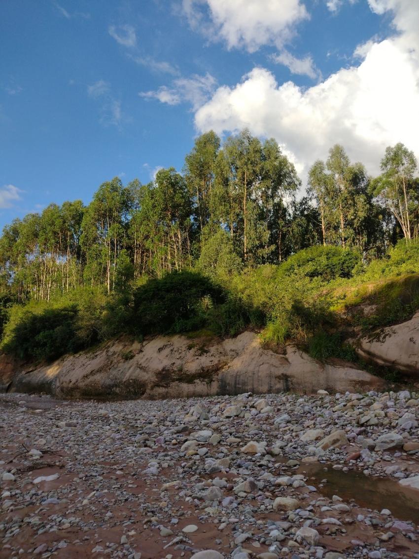 Forestación con eucaliptos en las cercanías del territorio de la C.A Las Capillas. La plantación de especies exóticas no adaptadas a las Yungas produce la sobreexplotación de acuíferos generando desabastecimiento de agua y desprendimientos en las laderas, bloqueando los caminos que transitan los miembros de las comunidades.